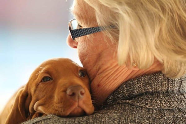 livförsäkring för hund är en trygghet när hunden dör, försvinner eller behöver avlivas