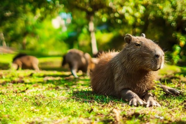 Några kapybaror strövar runt i gräset i en skogsdunge Några kapybaror strövar runt i gräset i en skogsdunge